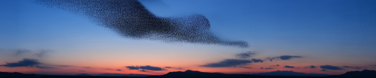 A large murmuration of starlings forming a fluid, wave-like shape against a twilight sky with a warm sunset horizon and silhouetted hills below.